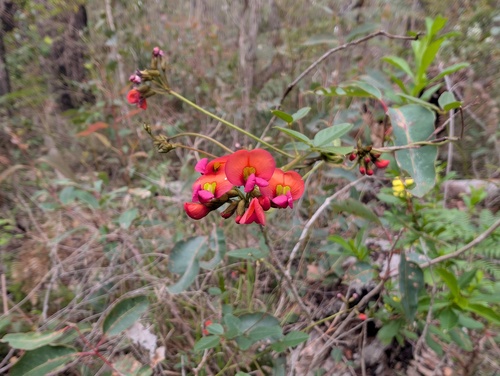 Coral Vine (Kennedia coccinea)