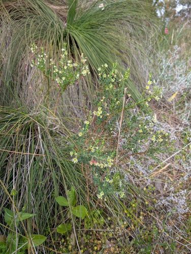 False Boronia (Phyllanthus calycinus)