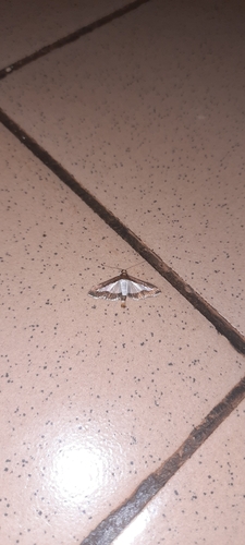 Cucumber Moth