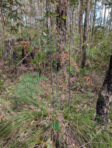 Graceful Grasstree (Xanthorrhoea gracilis)