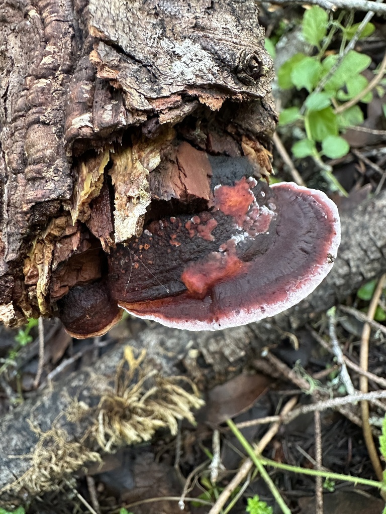 Fomitopsis cajanderi · January 2026 · photo: © ocean_beach_goth (iNaturalist, cc-by)