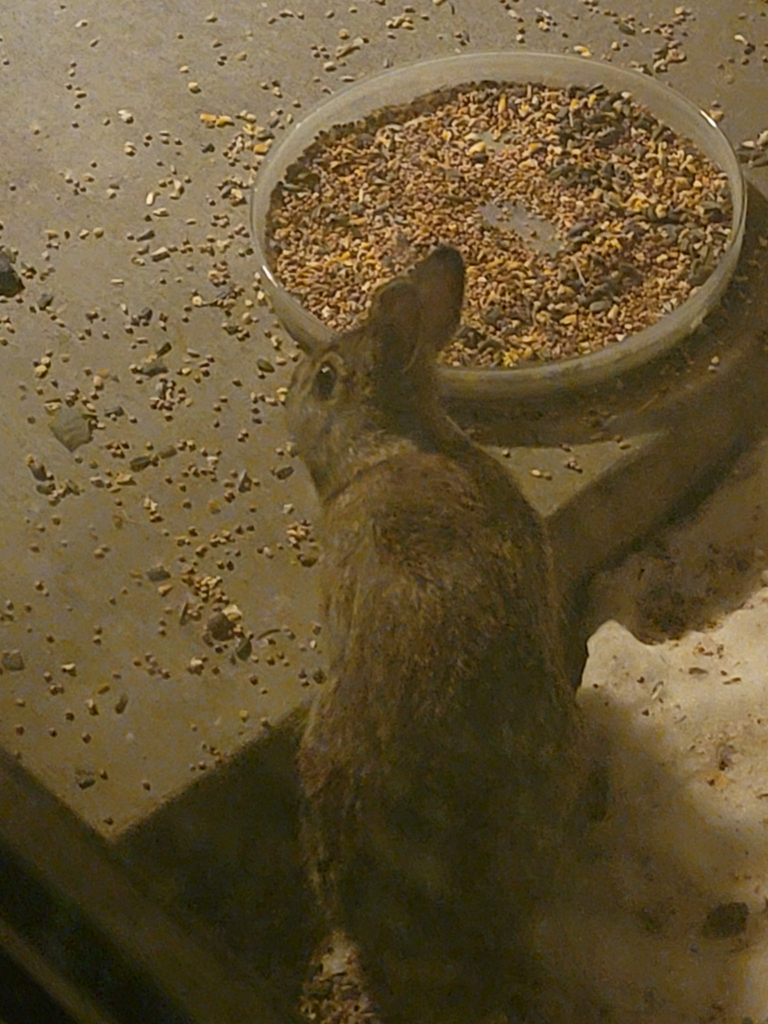 Eastern Cottontail from Minnesota, US on January 11, 2026 at 08:18 PM ...