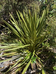 Aciphylla horrida