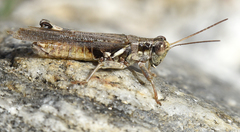 Melanoplus cinereus