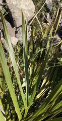 Aciphylla horrida