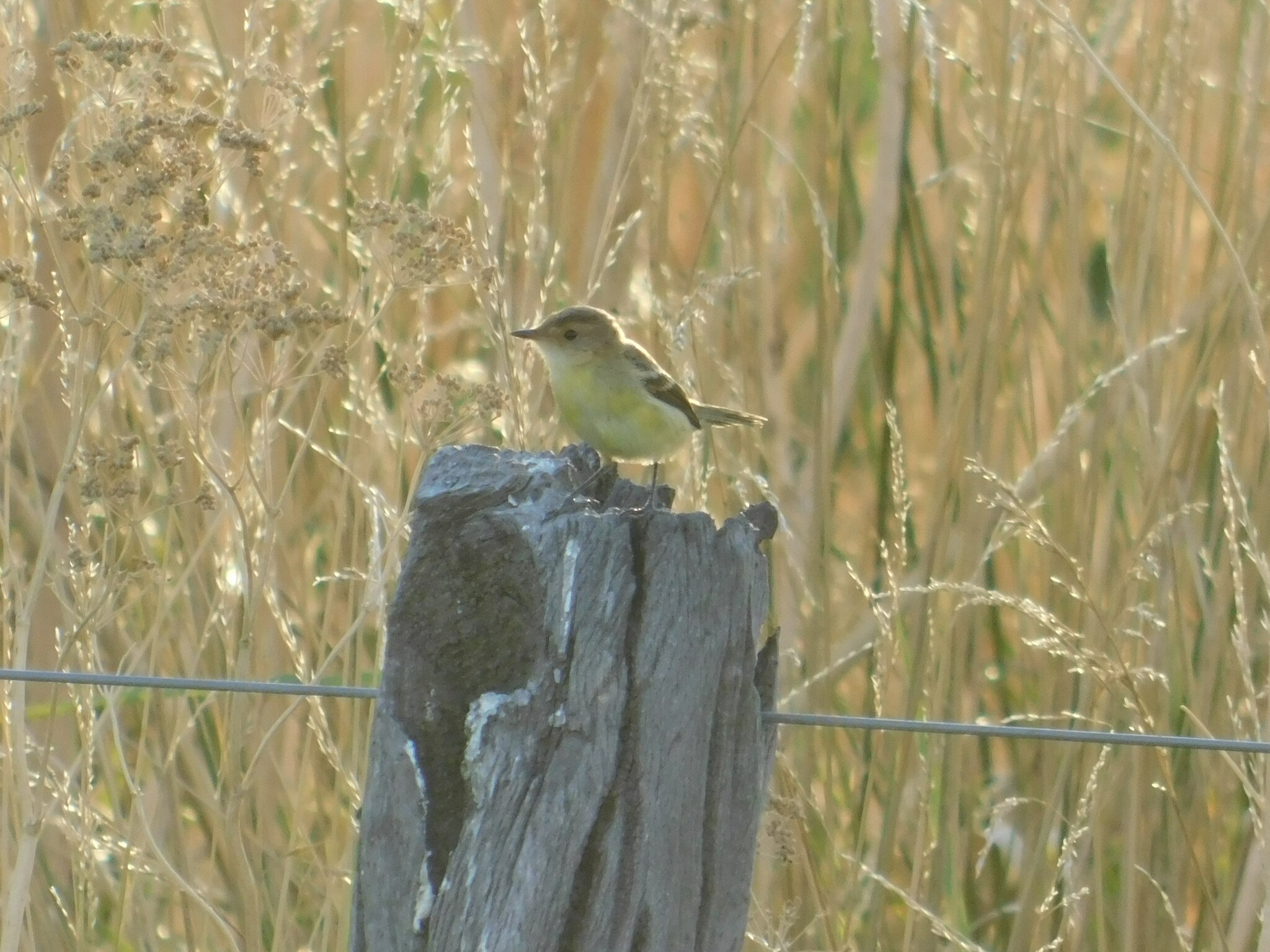 Warbling Doradito (Pseudocolopteryx flaviventris), photo 2
