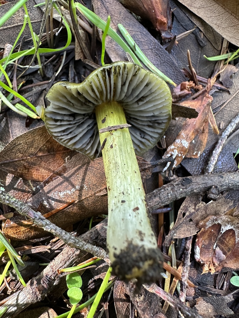 Hygrocybe singeri · January 2026 · photo: © ocean_beach_goth (iNaturalist, cc-by)