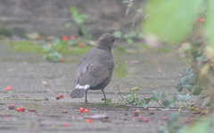 Turdus merula