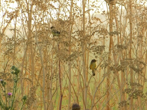 Warbling Doradito (Pseudocolopteryx flaviventris), photo 5