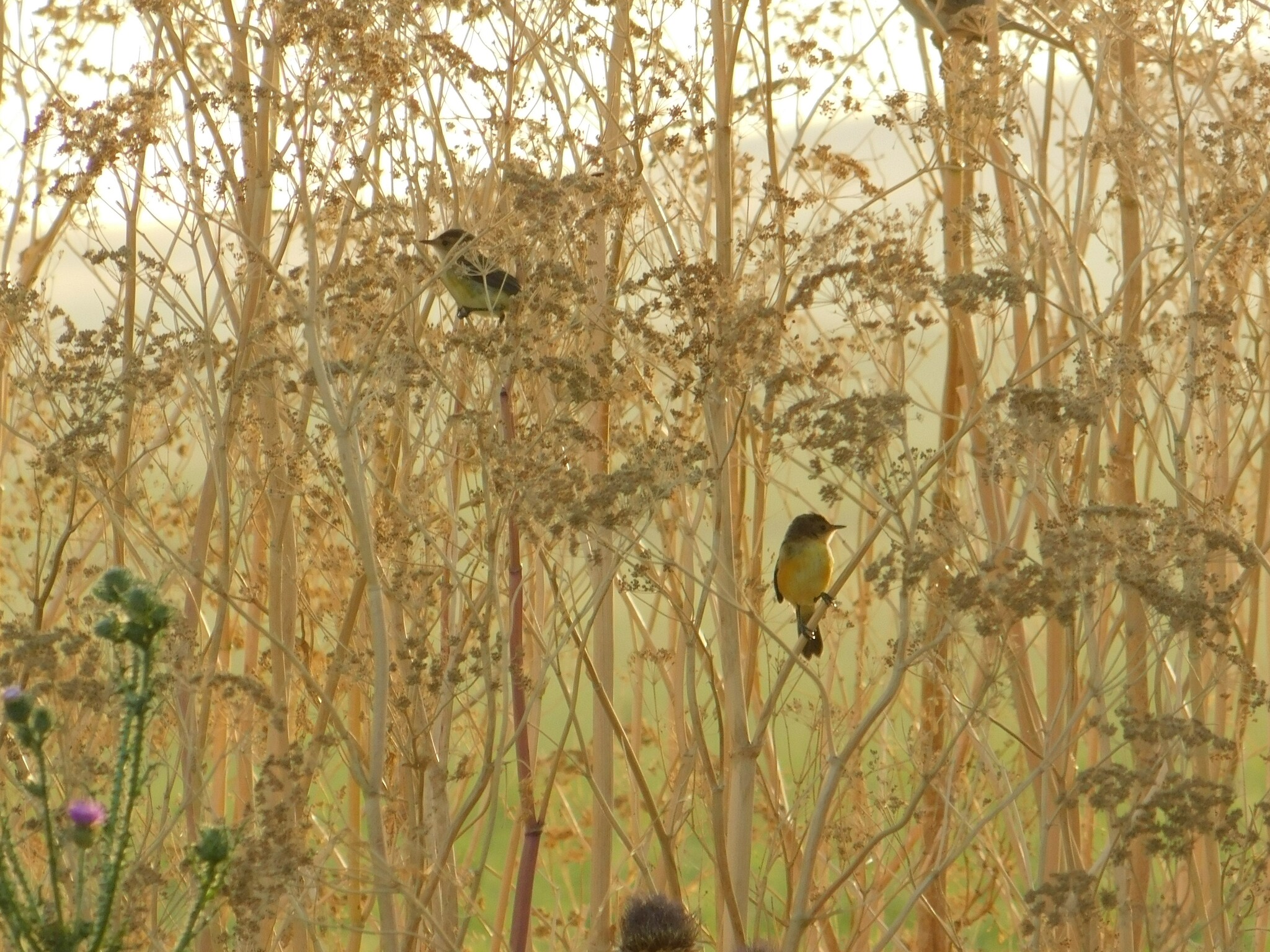 Warbling Doradito (Pseudocolopteryx flaviventris), photo 5