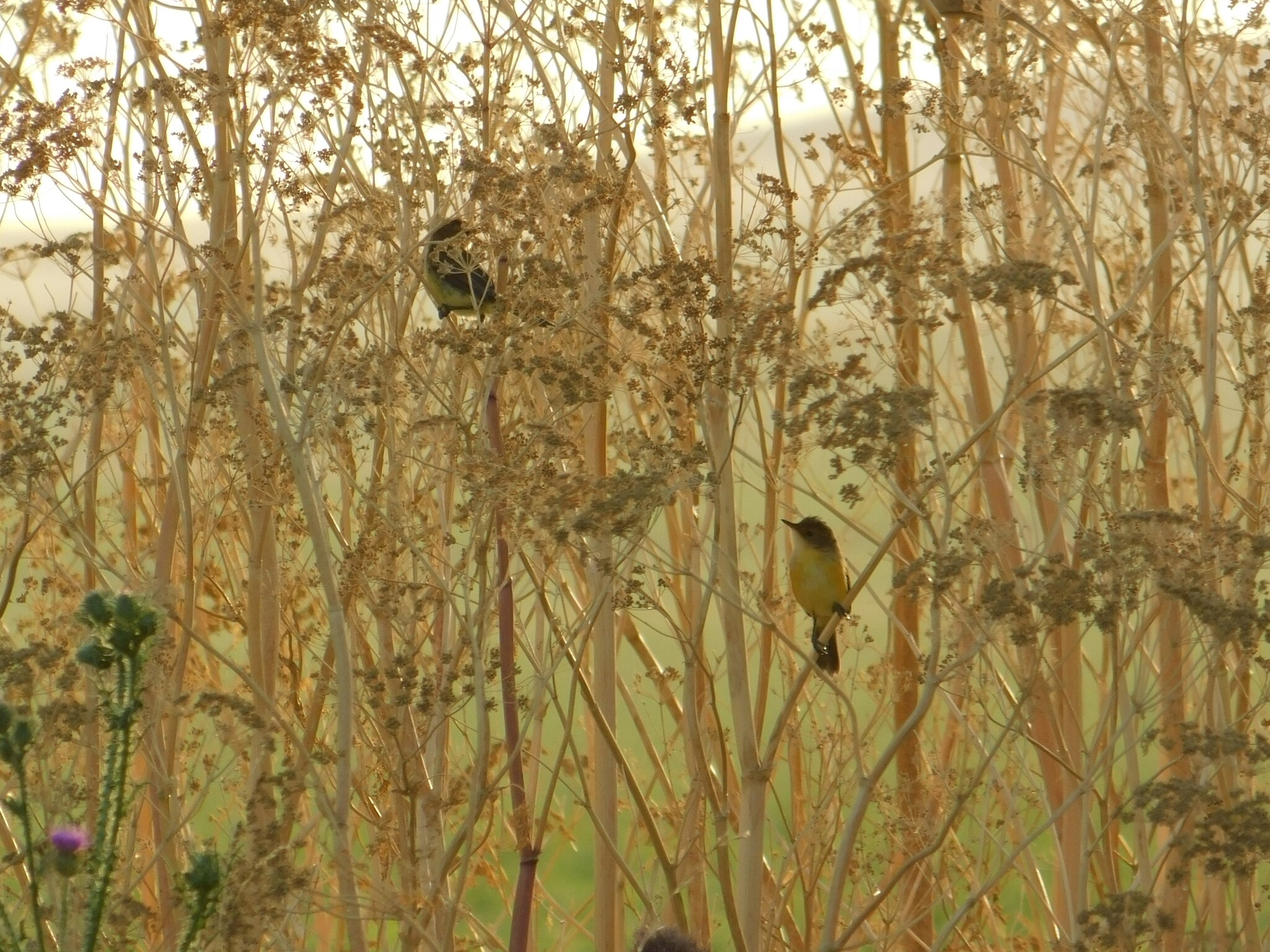 Warbling Doradito (Pseudocolopteryx flaviventris), photo 6