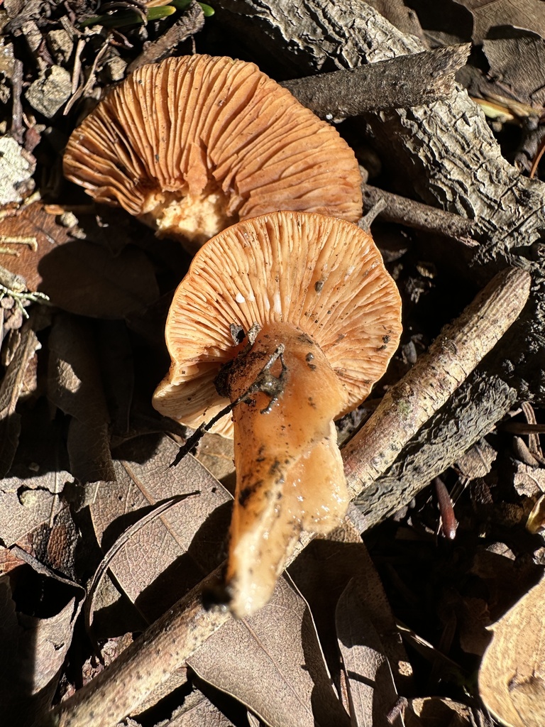 Lactarius rubidus · January 2026 · photo: © ocean_beach_goth (iNaturalist, cc-by)
