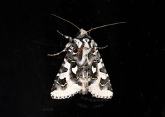 Dargida albomarginata