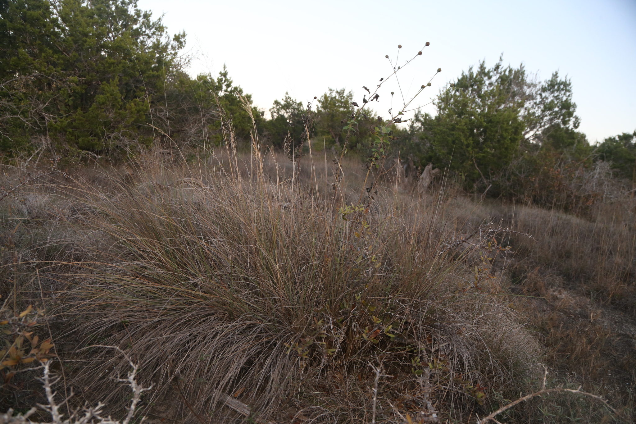 Canyon Muhly (Muhlenbergia ×)