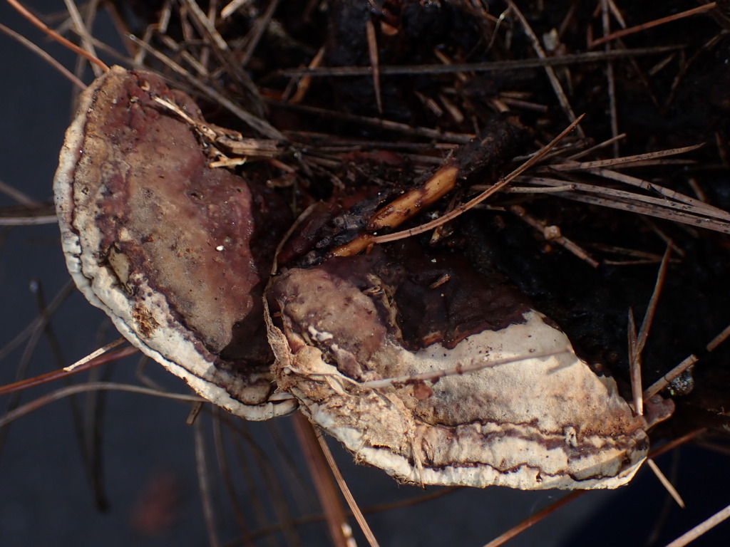 Heterobasidion irregulare · January 2026 · photo: © sus_scrofa (iNaturalist, cc-by)