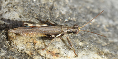Melanoplus cinereus