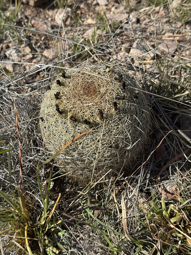 Coryphantha recurvata