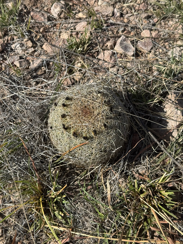 Coryphantha recurvata