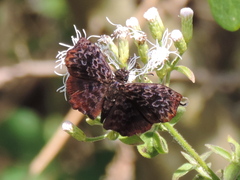 Cycloglypha thrasibulus thrasibulus