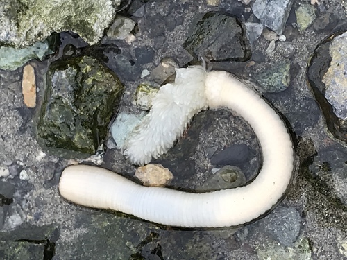 Priapulus tuberculatospinosus · iNaturalist