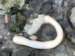 Priapulida