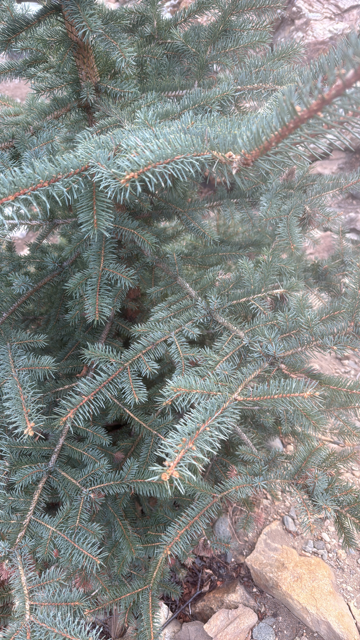 Blue spruce