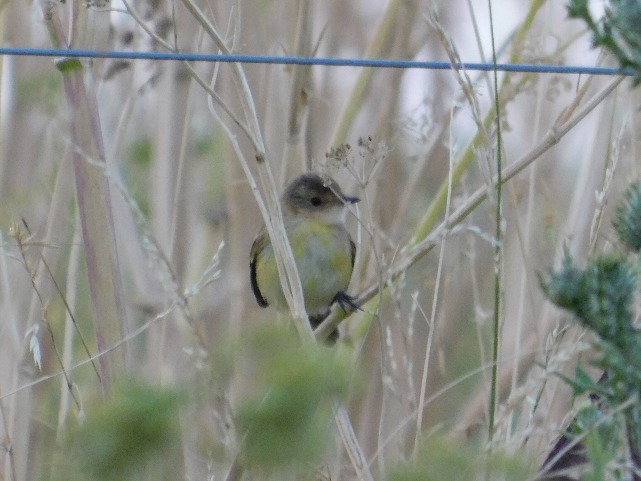 Warbling Doradito (Pseudocolopteryx flaviventris), photo 3