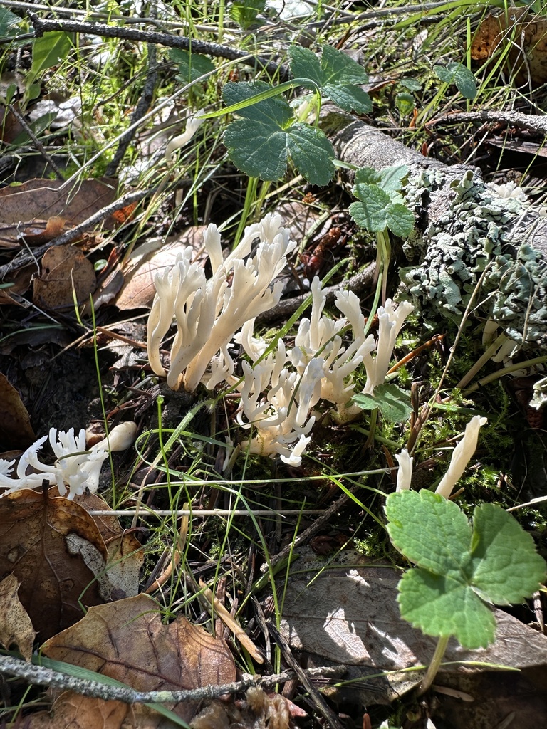 Clavulina rugosa · January 2026 · photo: © ocean_beach_goth (iNaturalist, cc-by)