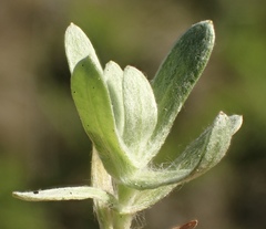 Logfia filaginoides