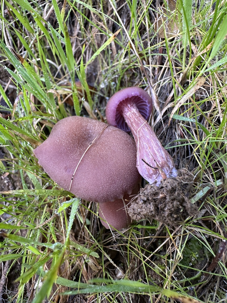 Laccaria amethysteo-occidentalis · January 2026 · photo: © ocean_beach_goth (iNaturalist, cc-by)