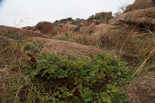Kaulfuss' Lipfern (Gaga kaulfussii)