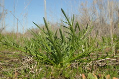Eryngium pendletonense