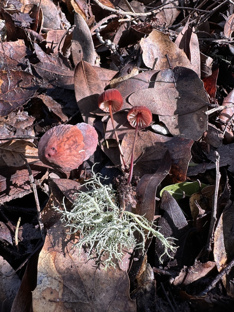 Marasmius plicatulus · January 2026 · photo: © ocean_beach_goth (iNaturalist, cc-by)