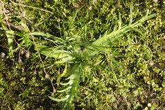 Eryngium pendletonense