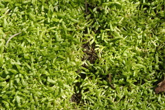 Callitriche marginata