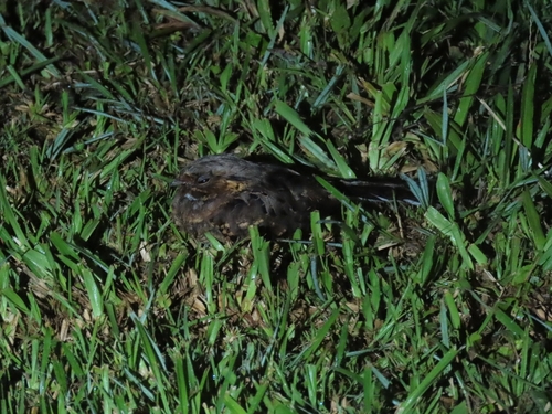 Pauraque (Nyctidromus albicollis), photo 7