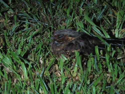 Pauraque (Nyctidromus albicollis), photo 8