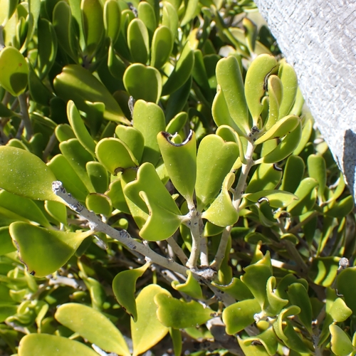 Jacquinia keyensis, photograph 2