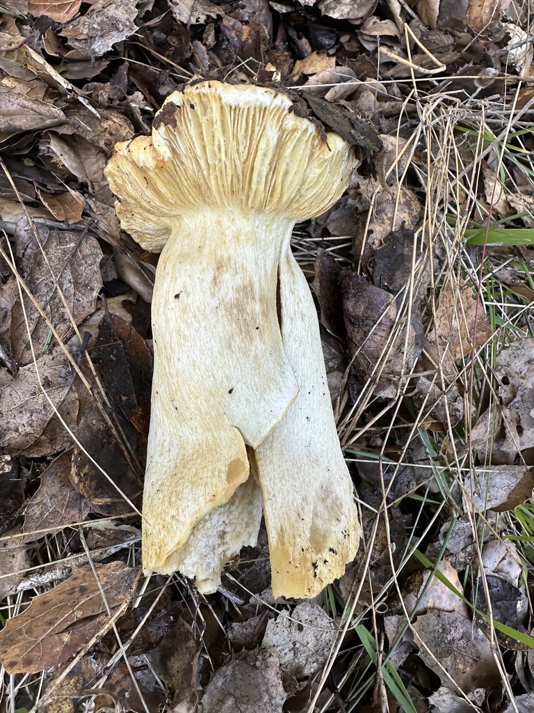 Russula cerolens · January 2026 · photo: © ocean_beach_goth (iNaturalist, cc-by)
