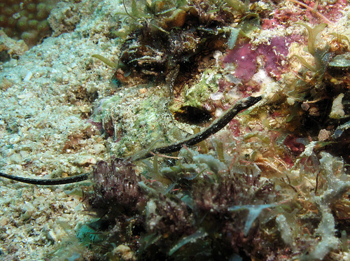 Doornsnuit-zeenaald (Halicampus spinirostris) — Syngnathidae