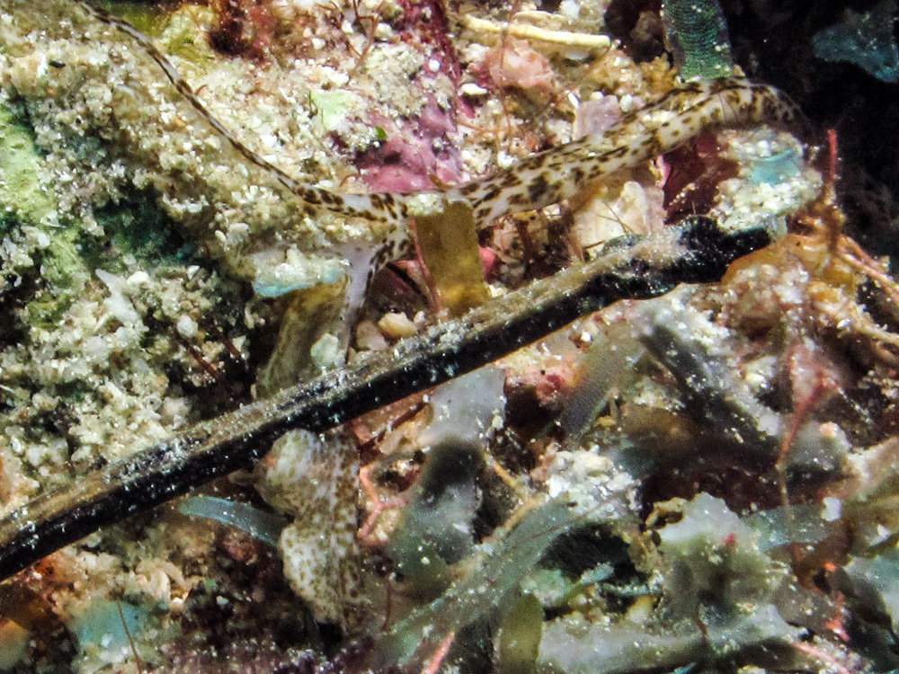 Spinysnout pipefish (Halicampus spinirostris) — Syngnathidae