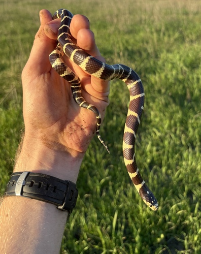 California King Snake observed by tothemax
