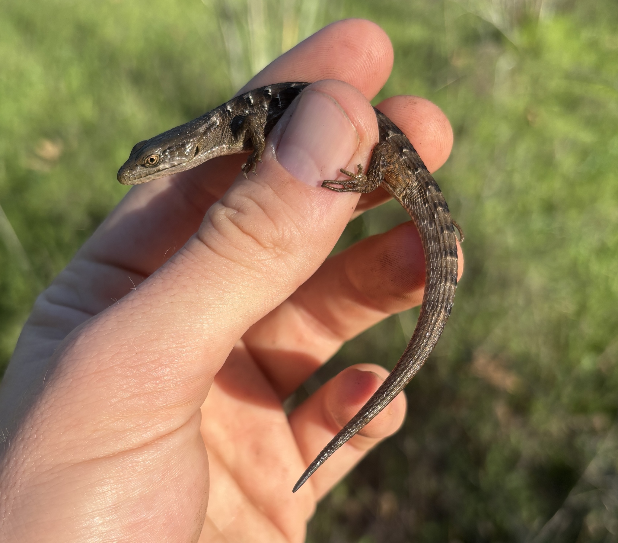 Elgaria multicarinata (Blainville, 1835)