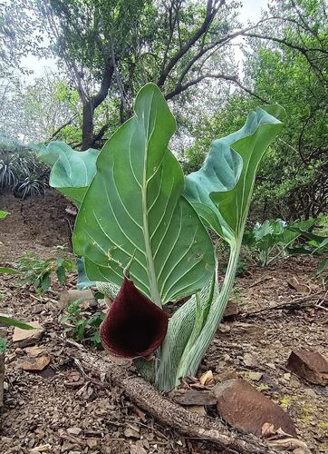 Synandrospadix vermitoxicus, photograph 1