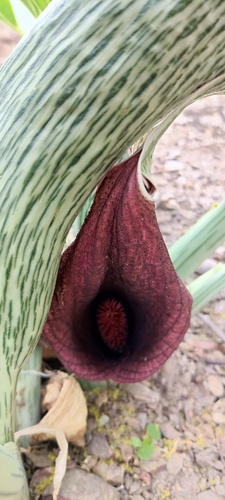 Synandrospadix vermitoxicus, photograph 2