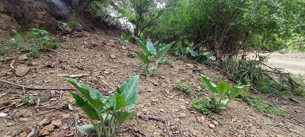 Synandrospadix vermitoxicus; photograph author not stated, no rights reserved