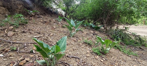 Synandrospadix vermitoxicus