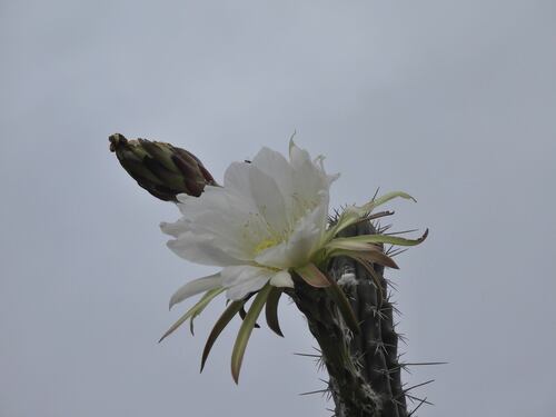 Harrisia tetracantha, photograph 2
