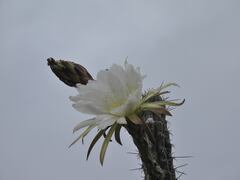 Harrisia tetracantha, photograph author not stated, no rights reserved