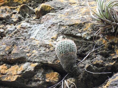 Parodia ocampoi